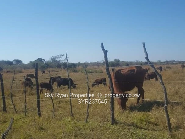 Mvuma FARM FOR SALE 