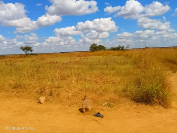 Farm & Agricultural Land