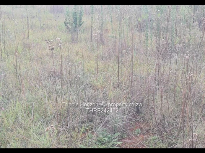 11,200 m² Grassy Parcel with Wildflowers — Highlands, Harare North