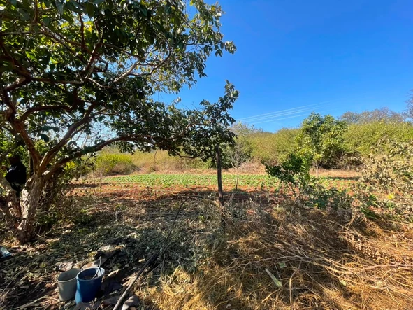 Farm & Agricultural Land