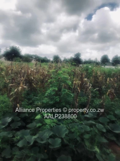 Elite Address, Infinite Potential: Prime Acre Stand in Borrowdale