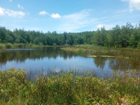 Farm & Agricultural Land