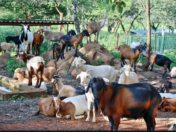 Farm & Agricultural Land