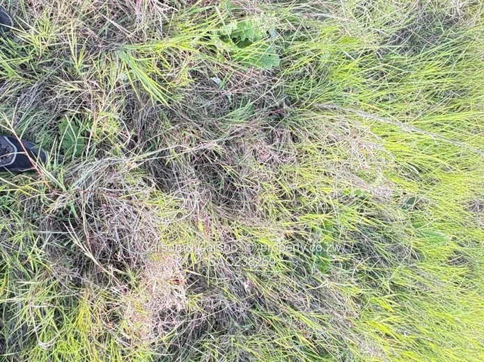 Goodhope vacant stand