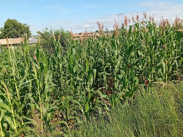 Stands & Residential Land