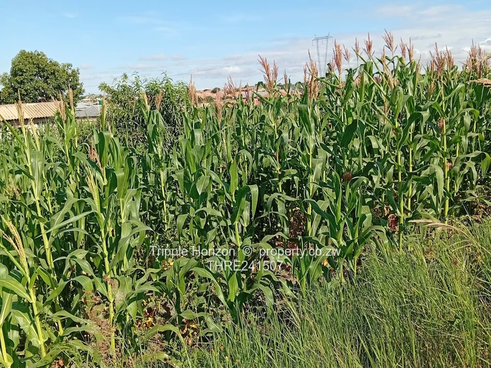 590m² Sewered Stand with Main Road Frontage, Damofalls