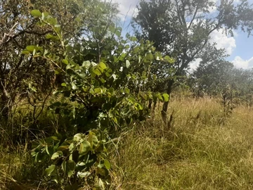 Farm & Agricultural Land