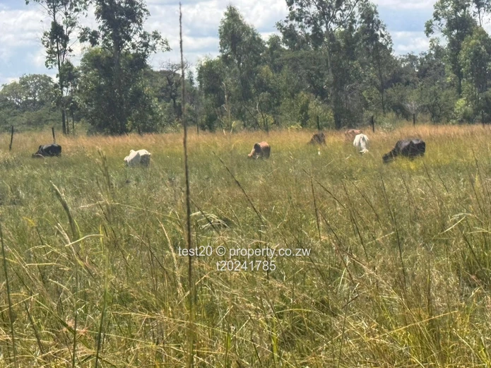 Doornfontein 1ha Agro Plot  — Gravel Access, Arable Soil & Grazing