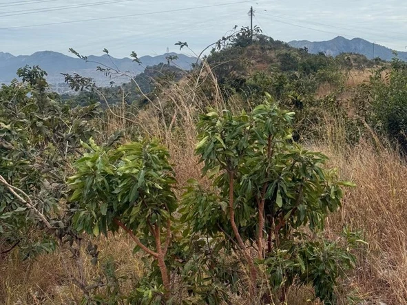 Commercial & Industrial Land