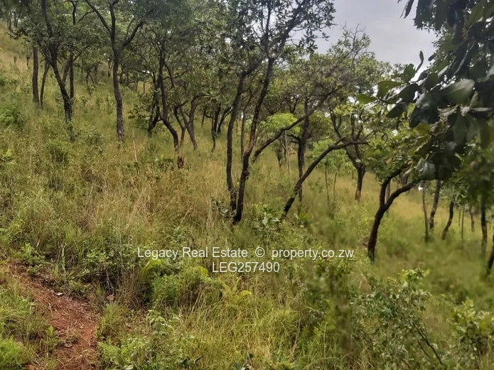 10,000 m² Sloping Stand in Carrick Creagh — Subdividable