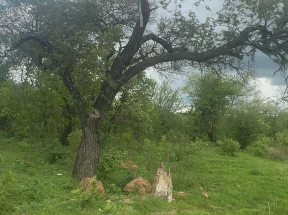 Commercial & Industrial Land