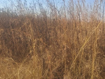 Land
