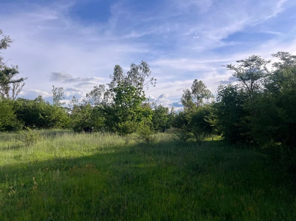 Farm & Agricultural Land