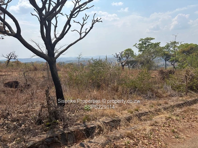 Spacious prime stand (1.379 hectares)