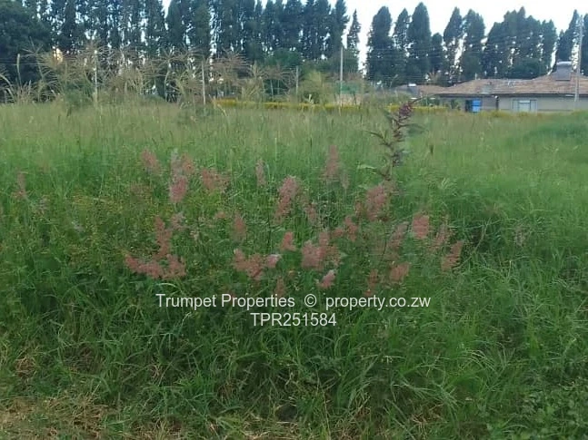 Leafy 3000m² Glen Lorne Stand — Tarred Road, Subdividable