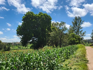 Stands & Residential Land