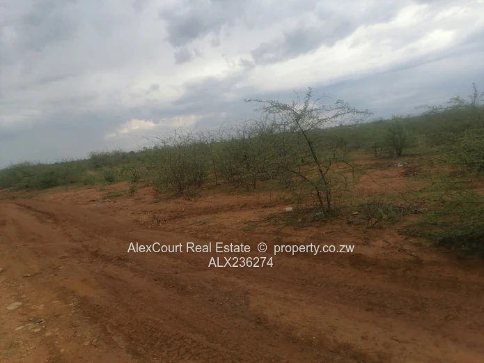 2-hectare (5-acre) Plot Up For Grabs!