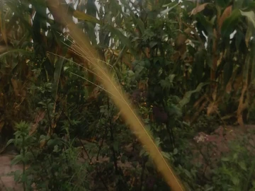 Farm & Agricultural Land