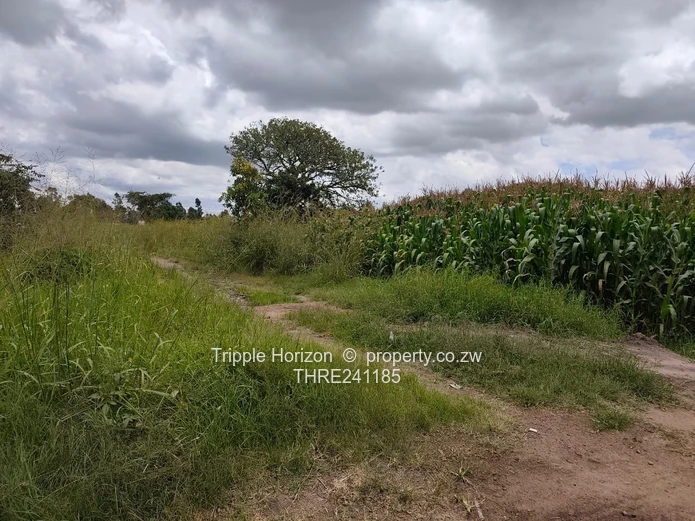 Msasa industrial stand