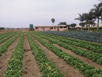 Farm & Agricultural Land