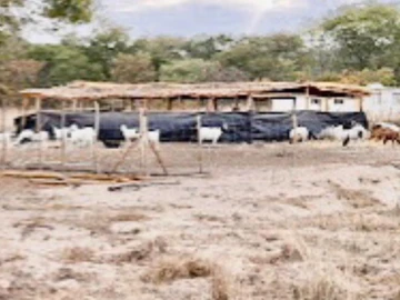 Farm & Agricultural Land