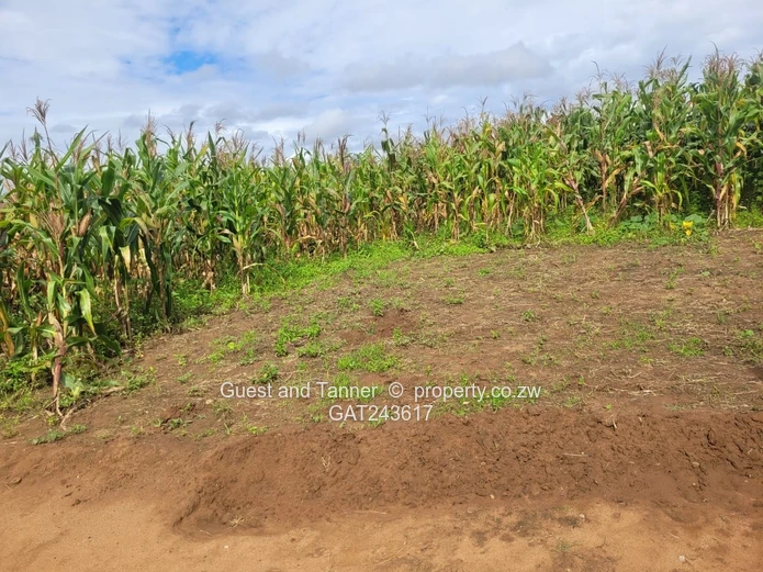 Choice of 2 Stands in Crowhill 