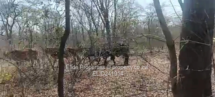 1,130ha Gokwe Farm — Gravel Roads, Grazing & Kraal (Sole Mandate)