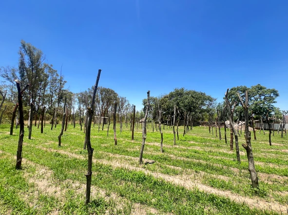 Farm & Agricultural Land