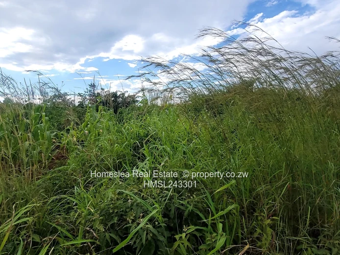 Absolute Bargain (Sole Mandate)