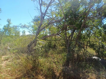 Farm & Agricultural Land