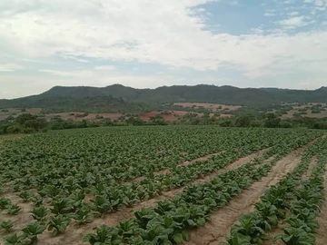 Farm & Agricultural Land