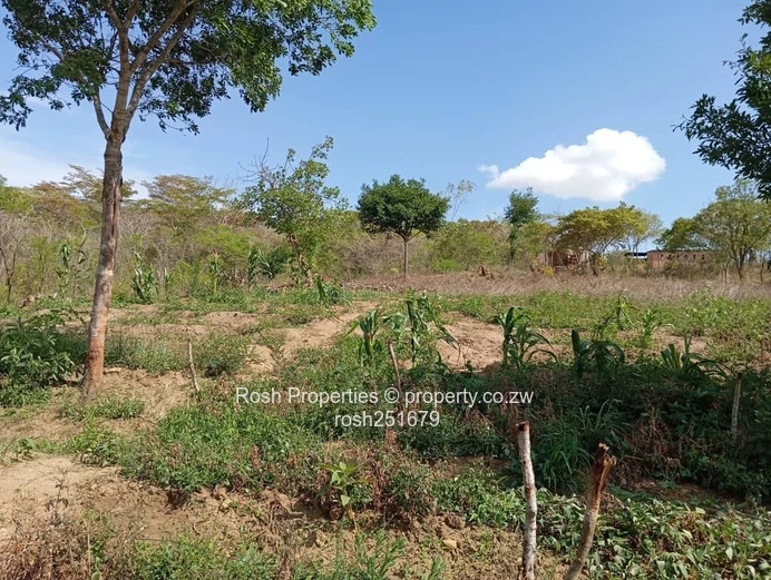 Dora-Virgin Land 5,000 sqm Plot