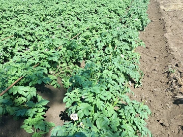 Farm & Agricultural Land