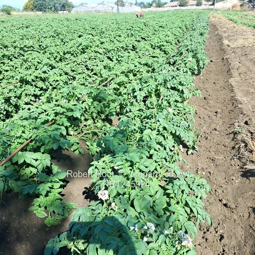 Agro residential stand (Sole Mandate)