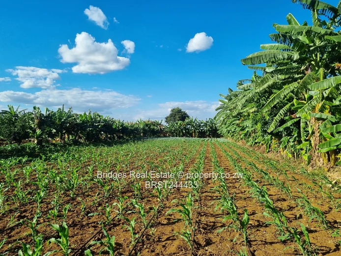 Fully Operational Peri Urban Agro Residential Plot (Sole Mandate)