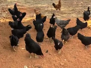Farm & Agricultural Land