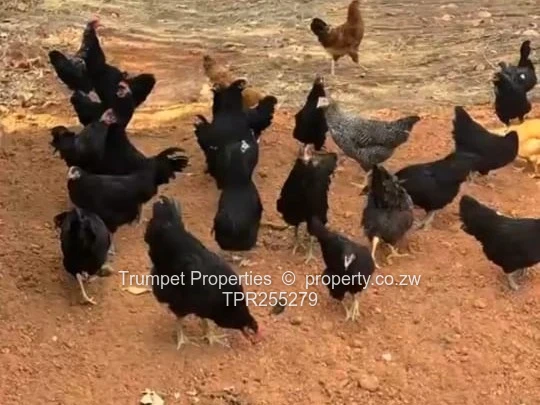 Shamva 1ha Farm: Poultry, Pigsty, cottage, borehole