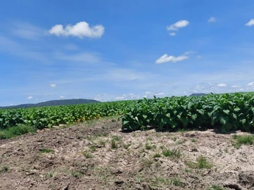 Farm & Agricultural Land