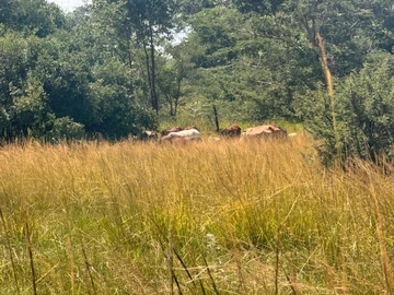 Farm & Agricultural Land