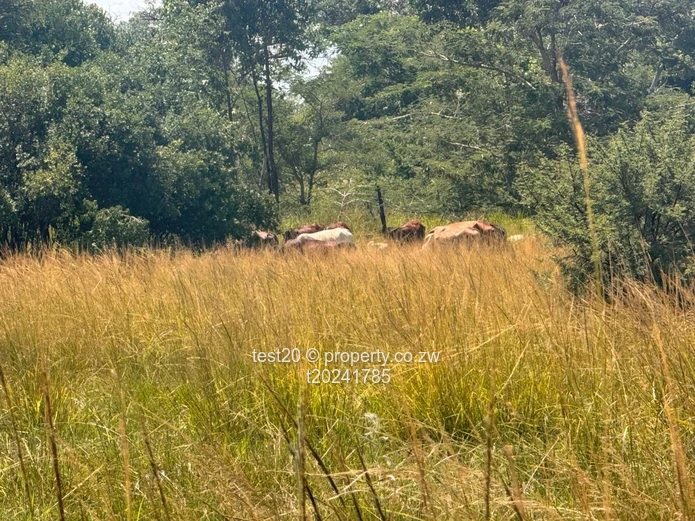 Doornfontein 1ha Agro Plot  — Gravel Access, Arable Soil & Grazing