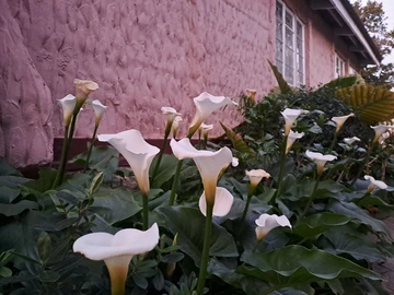 2 Bedroom Cottage
