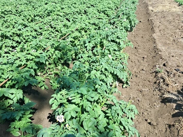 Farm & Agricultural Land