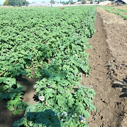 Agro residential stand (Sole Mandate)