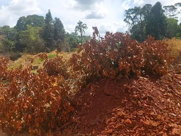 Stands & Residential Land