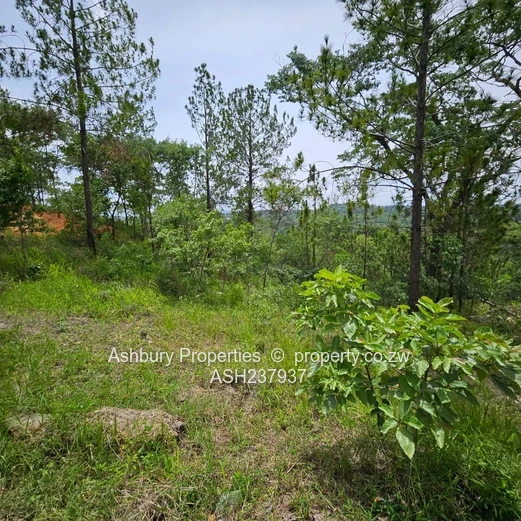 A rare to find stand at the Heart of Glen Lorne on Folyjon Crescent.