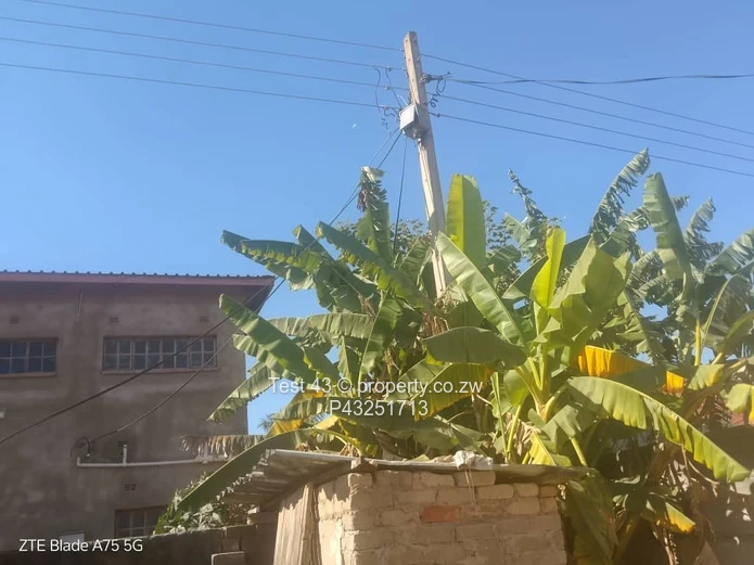 3-Bed Home with Spacious Sunny Yard & Fruit Trees — Zimre Park, Harare