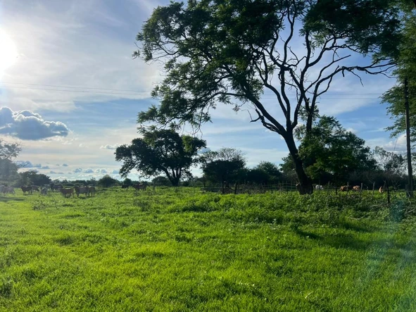 Farm & Agricultural Land