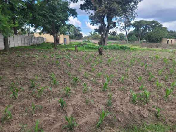 Stands & Residential Land