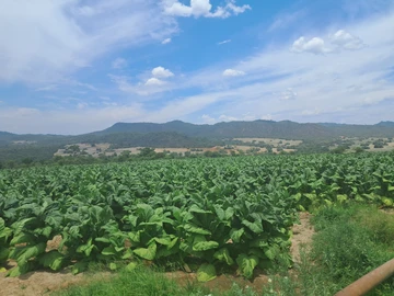 150 Hectare Agricultural Farm with electricity, For Sale in Bindura, Mashonaland Central