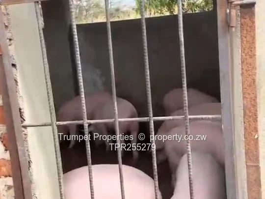 Shamva 1ha Farm: Poultry, Pigsty, cottage, borehole